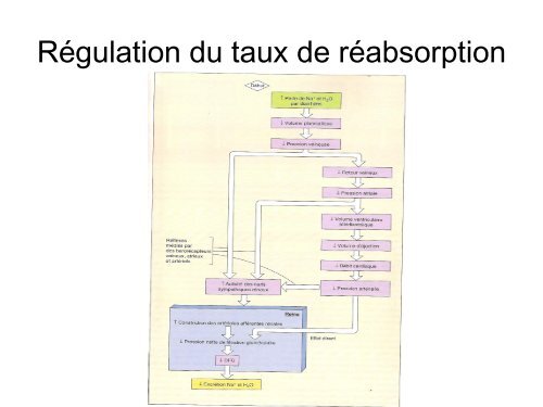 Le Système Rénal