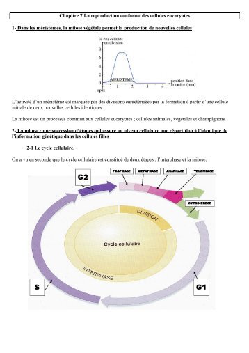 La reproduction conforme des cellules eucaryotes