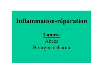 TP2 INFLAMMATION REPARATION bourgeon charnu abces - Free
