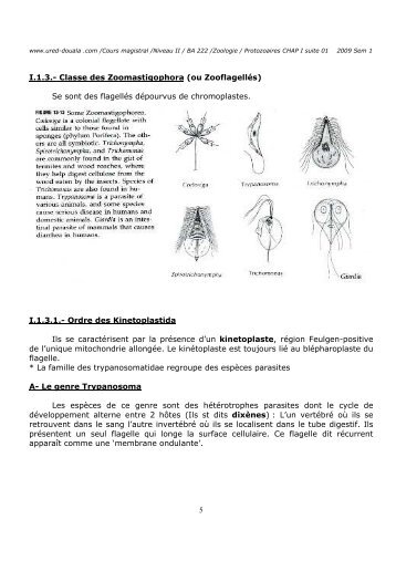Classe des Zoomastigophora (ou Zooflagellés) - URED - Douala