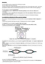 phase G1: 2n=4 chromosomes décondensés à 1 chromatide = 1 ...