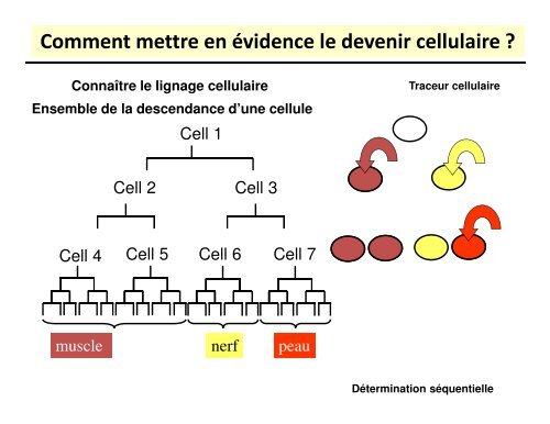 Cours UE BCDA – Nadine THEZE