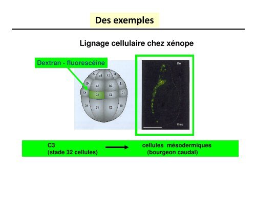 Cours UE BCDA – Nadine THEZE