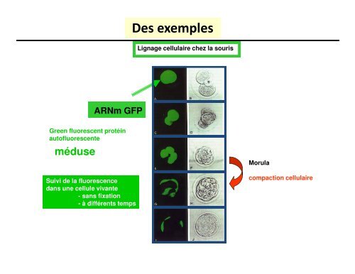 Cours UE BCDA – Nadine THEZE