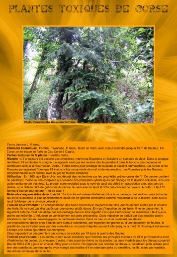 plantes toxiques de corse - Casavecchia