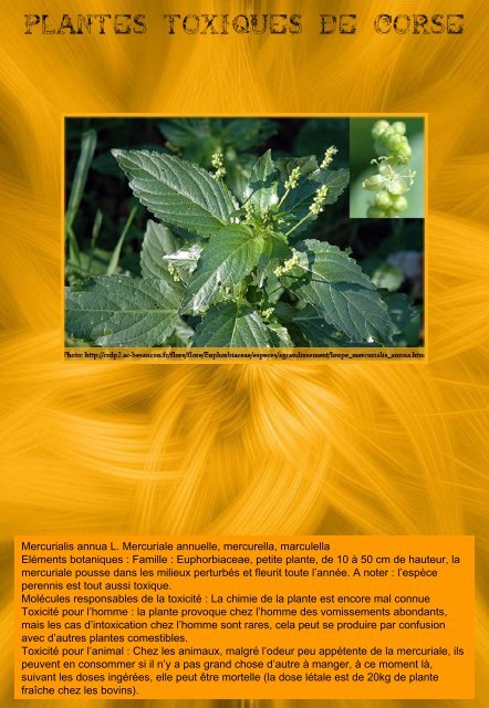 plantes toxiques de corse - Casavecchia