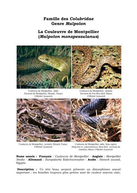 La Couleuvre De Montpellierpdf Traines Savates Du Mercredi