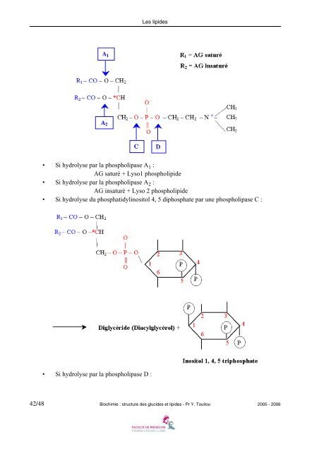 Biochimie : structure des glucides et lipides - Faculté de médecine ...