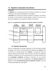 13. Digestion et absorption des aliments