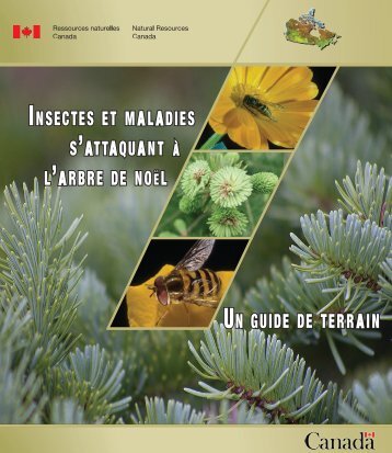 Insectes et maladIes s'attaquant à l'arbre de noël un guIde de terraIn