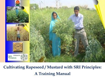 Cultivating Rapeseed/Mustard with SRI Principles - The System of ...