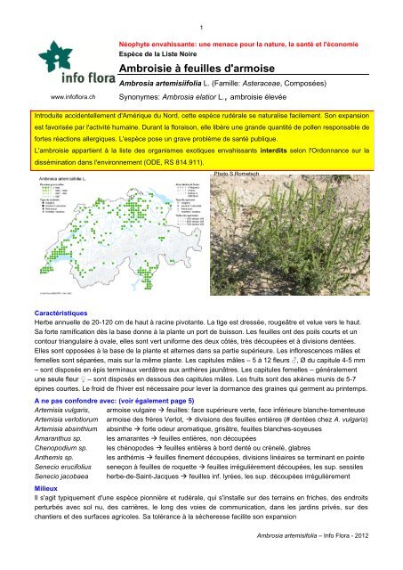 Ambroisie à feuilles d'armoise - Info Flora