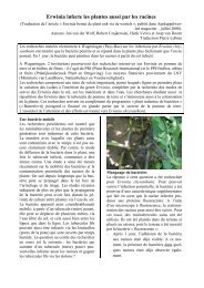 Erwinia infecte les plantes aussi par les racines - OVH.net