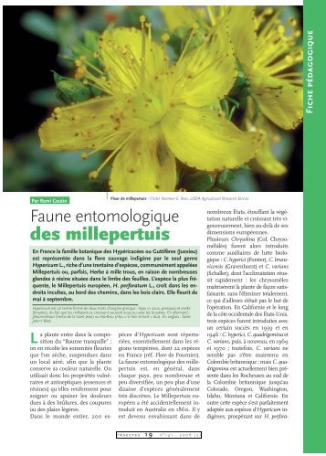 Insectes du Millepertuis / Insectes n° 141 - Inra