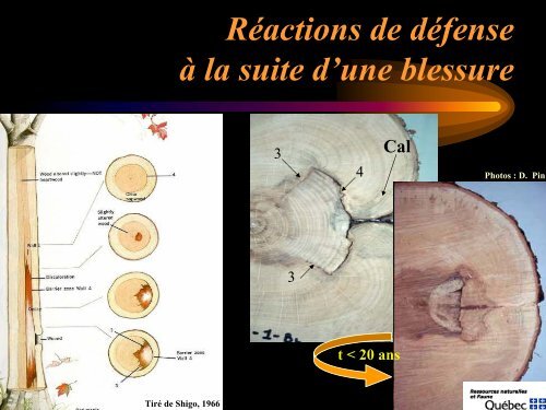 Voir la présentation - Ordre des ingénieurs forestiers du Québec