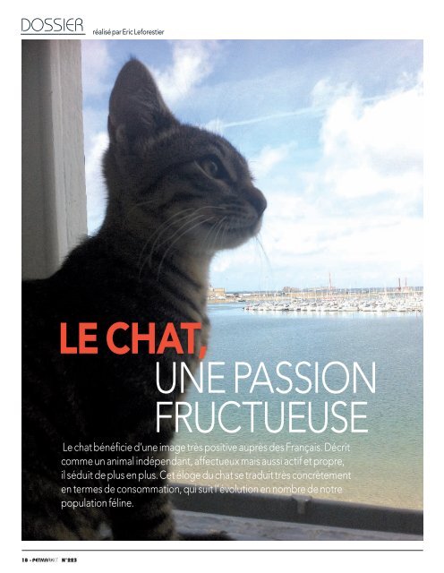 Le Chat Une Passion Petmarket Magazine