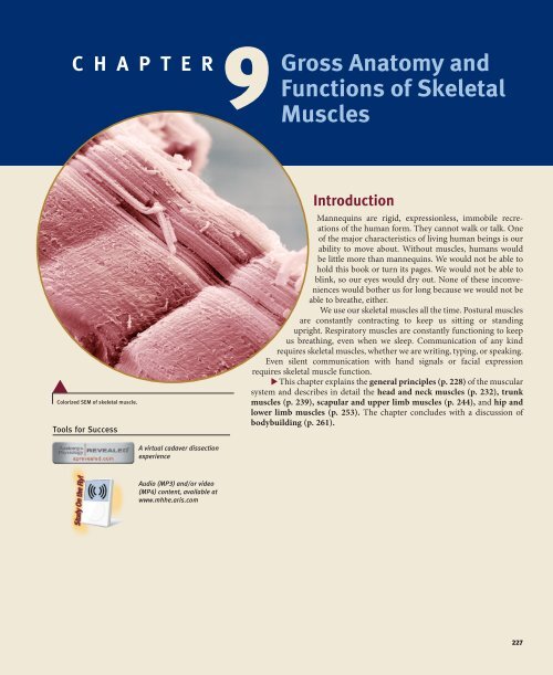 Gross Anatomy Of Skeletal Muscle