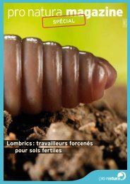 Lombrics - travailleurs forcenés pour sols fertiles - Pro Natura