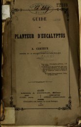 PLANTEUR DEDCALYPTUS