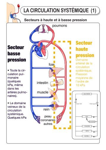 LA CIRCULATION SYSTÉMIQUE (1)