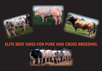 ELITE BEEF SIRES FOR PURE AND CROSS BREEDING