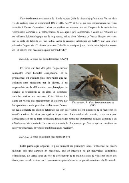 La disparition des abeilles (Colony Collapsus Disorder)