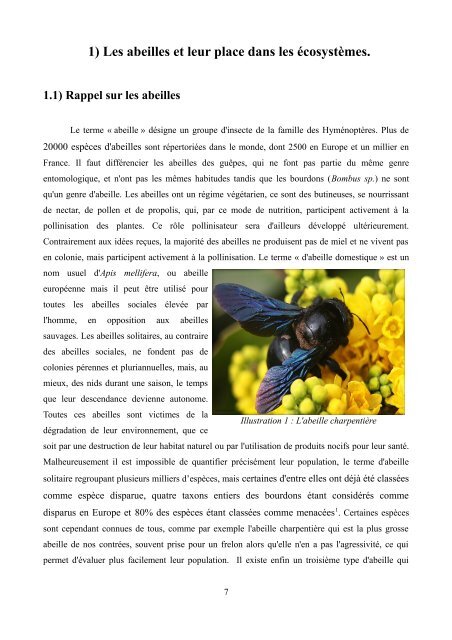 La disparition des abeilles (Colony Collapsus Disorder)