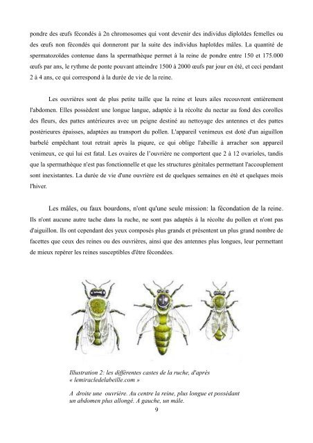 La disparition des abeilles (Colony Collapsus Disorder)