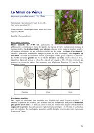 Legousia speculum-veneris - Conservatoire botanique national de ...