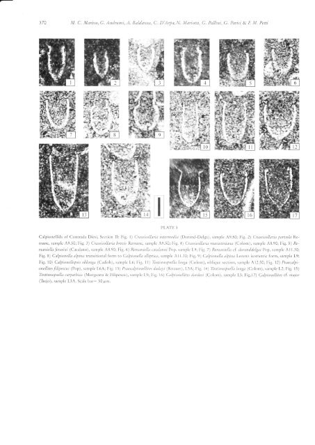 ammonites, calcareous nannofossils and calpionellids