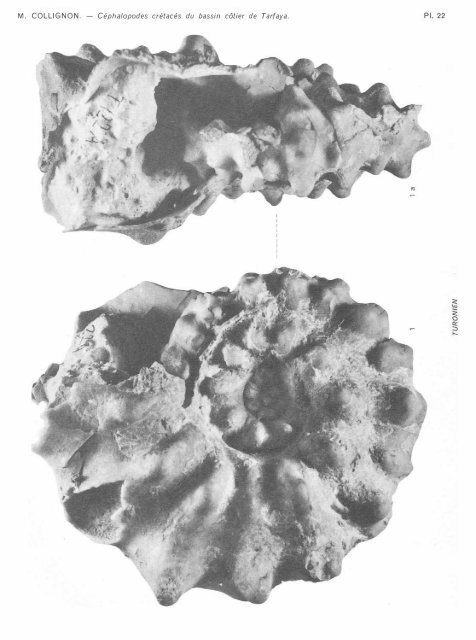 les cephalopodes cretaces du bassin coti er de tarfaya