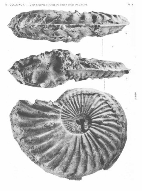 les cephalopodes cretaces du bassin coti er de tarfaya