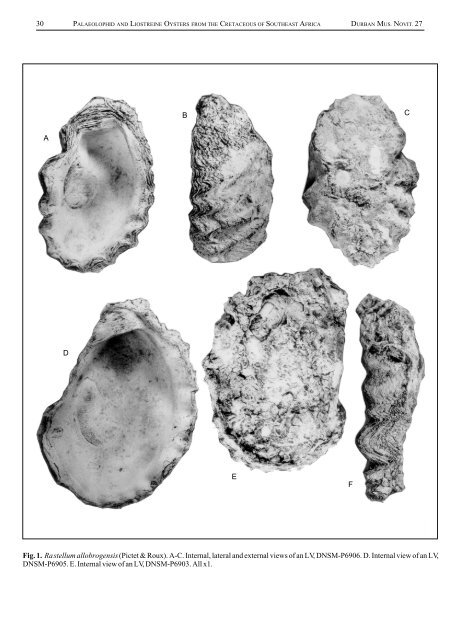 Cretaceous oysters of SE Africa.cdr - Durban