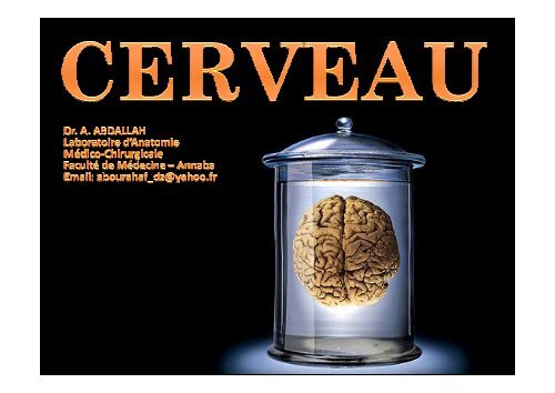 Dr. ABDALLAH- cerveau. 2 année médecine [Mode de compatibilité]