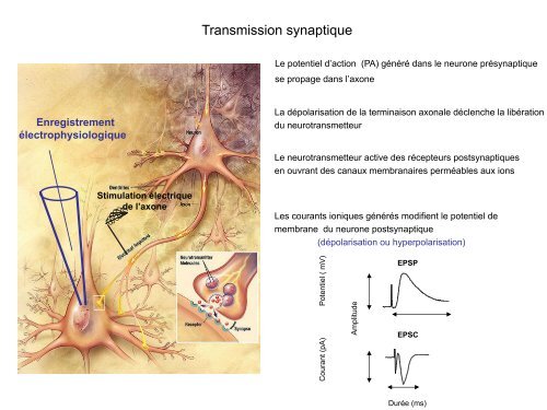 Plasticité synaptique à long terme