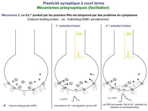 Plasticité synaptique à long terme