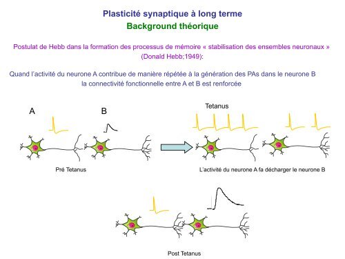 Plasticité synaptique à long terme