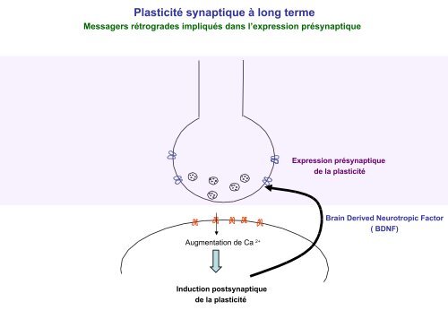 Plasticité synaptique à long terme