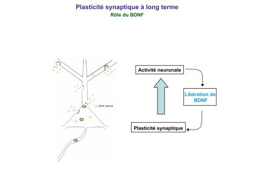 Plasticité synaptique à long terme
