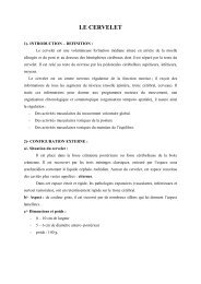 le cervelet - Facmed-annaba.com