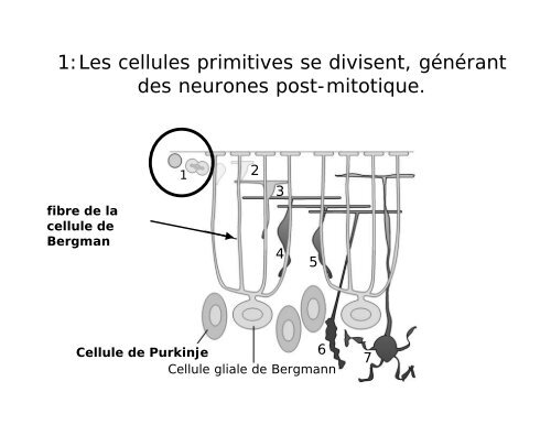 Neurogénèse et migration