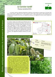 Le Cerisier tardif (Prunus serotina) - Conservatoire botanique ...