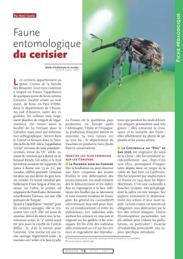 Faune entomologique du cerisier / Insectes n° 120