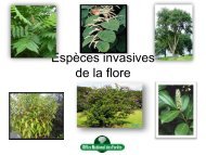 Espèces invasives de la flore - Natureparif