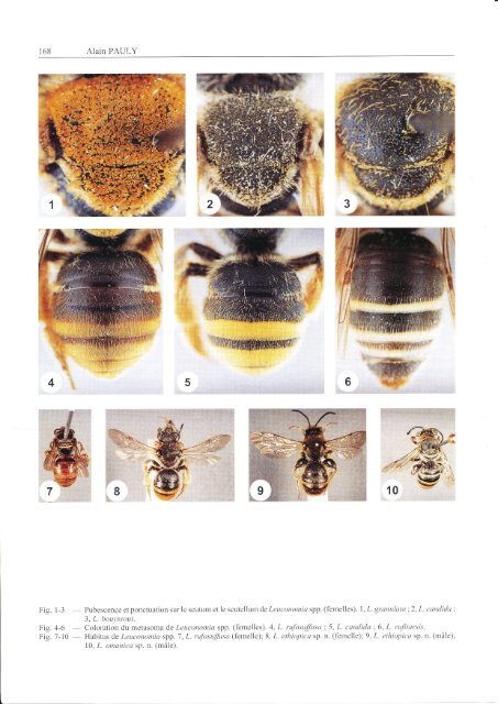 Classification des Nomiinae le genre Leuconomia Pauly,