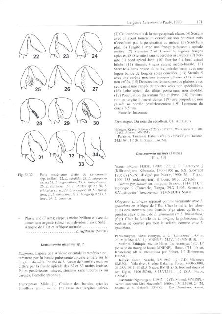 Classification des Nomiinae le genre Leuconomia Pauly,