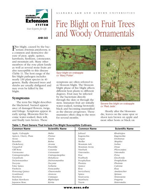 Fire Blight on Fruit Trees and Woody Ornamentals - Alabama ...