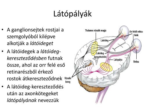 Latas - izleles - szaglas.pdf