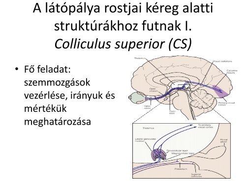 Latas - izleles - szaglas.pdf