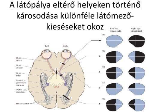 Latas - izleles - szaglas.pdf